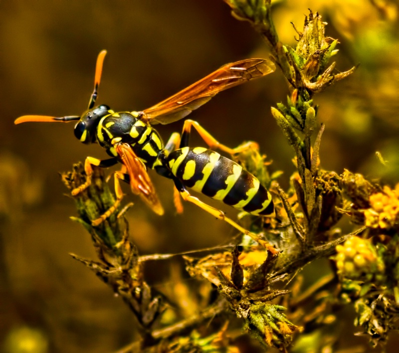 Paper Wasp