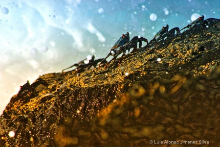 Cangrejos bajo ataque (crabs under attack)