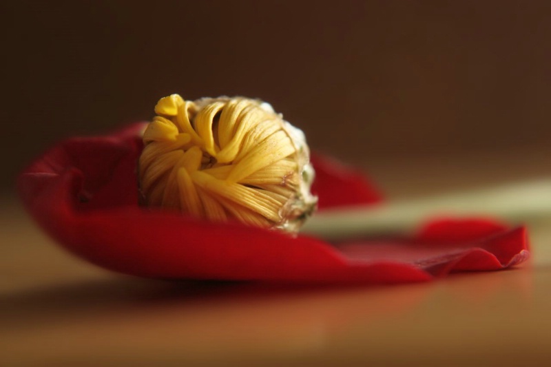 Yellow Bud on a Rose Petal