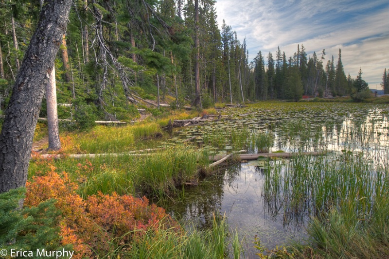 Lily Pad Pond