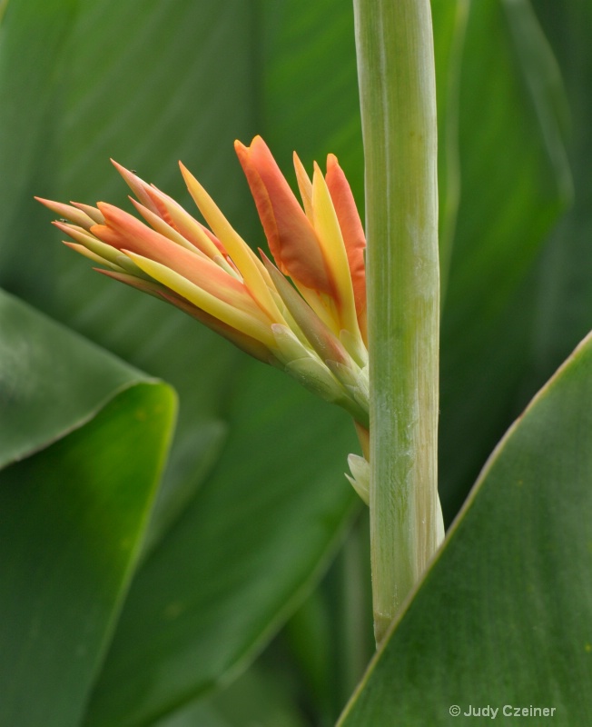 Becoming Canna