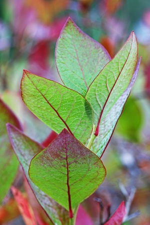 A bouquet of blueberry leaves