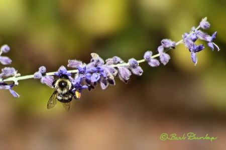 Carpenter Bee on Russian Sage