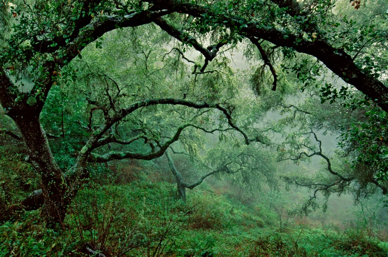 Oak Trees After Storm