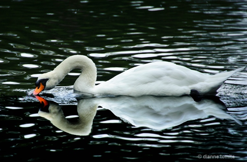 reflected swan 72