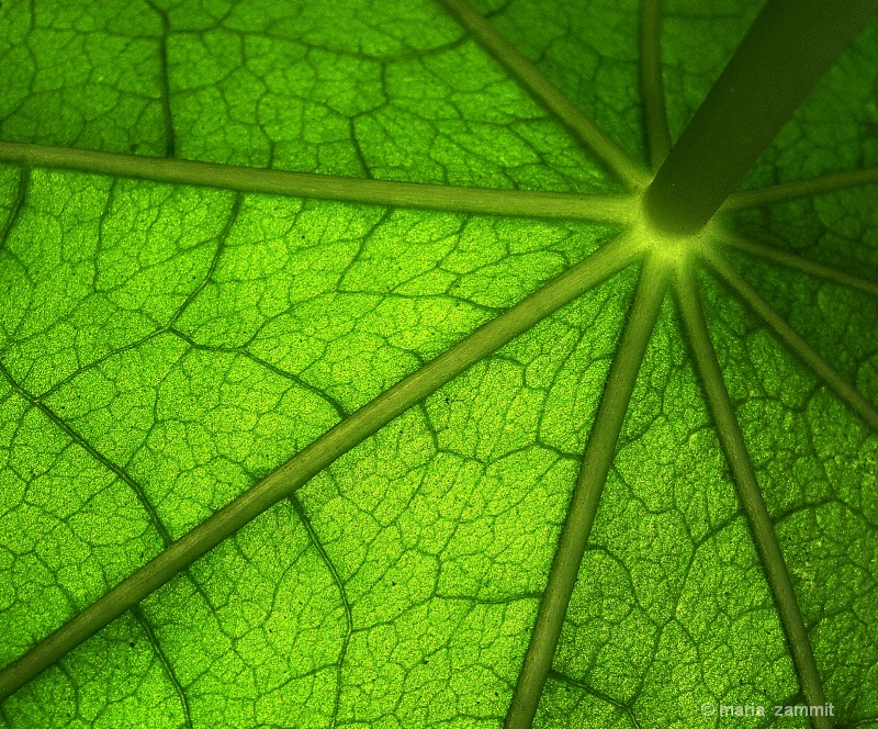 natural umbrella