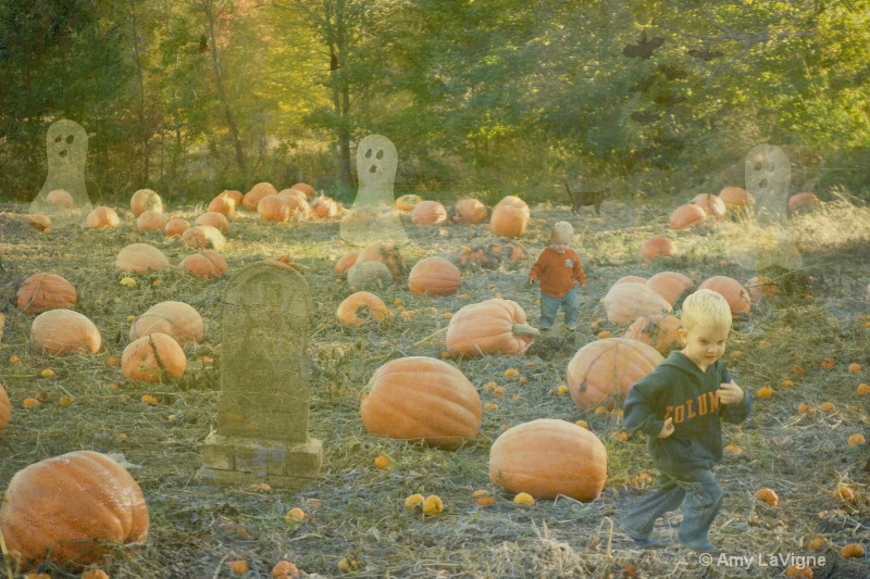 pumpkin field