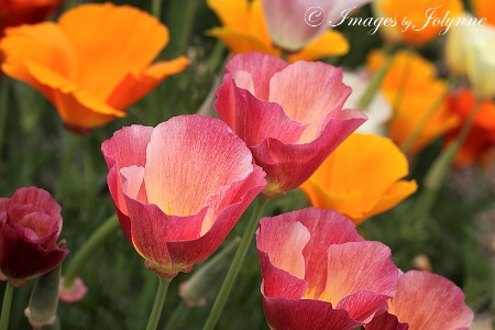 Paper Poppies