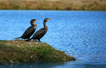 Cormorant Point