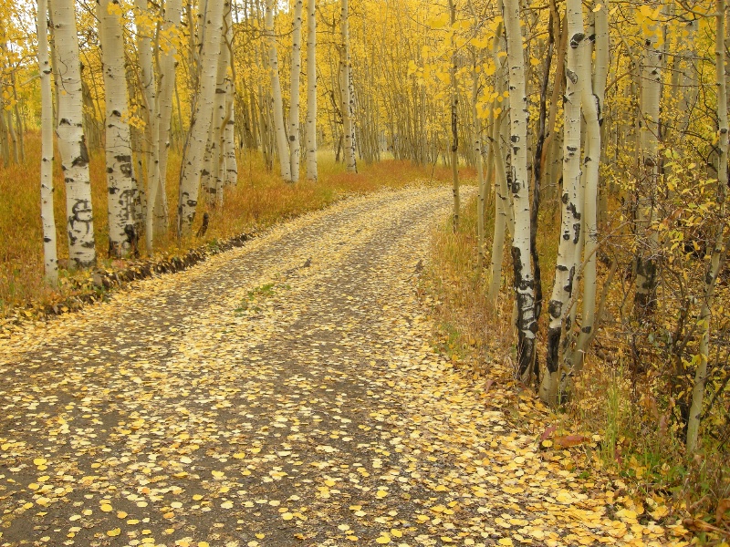 Fall in Colorado #2