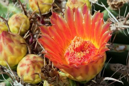 Cactus Flower