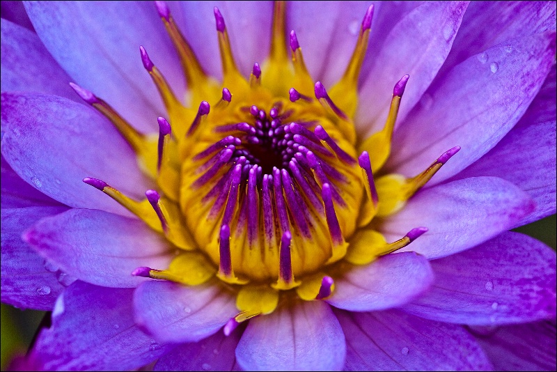 Water Lily