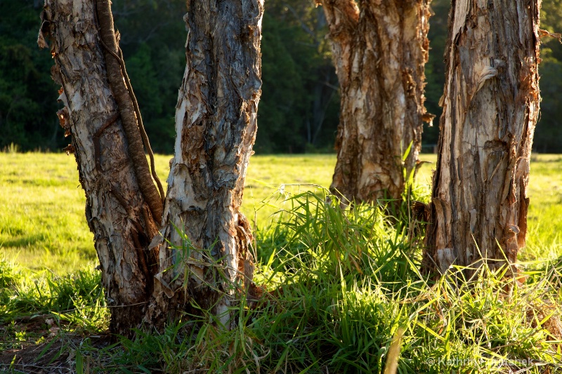 Paperbark Trees