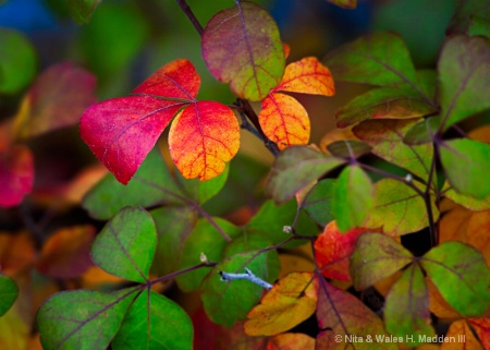 full fall spectrum