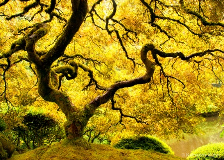 Photography Contest Grand Prize Winner - October 2011: Golden Glow