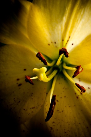 The Working Anatomy of a Flower