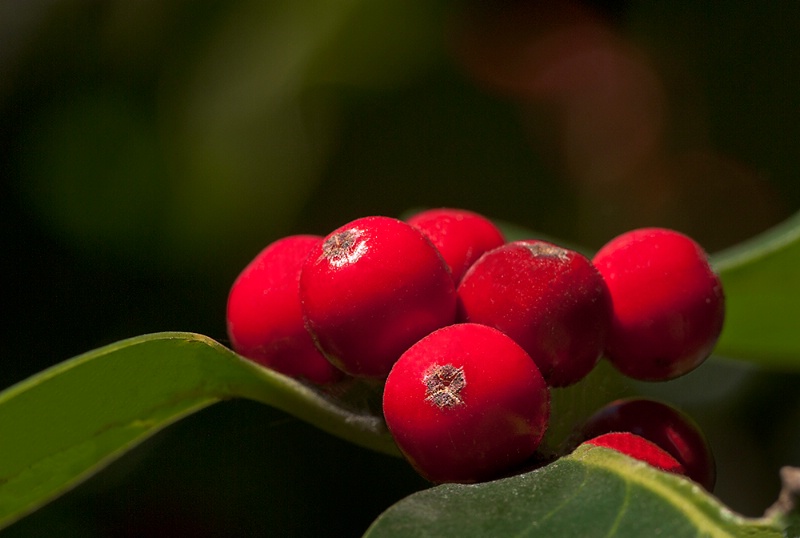 Berries