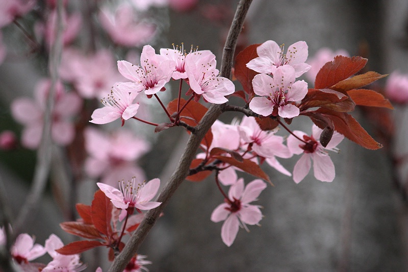 Blooming joyfully