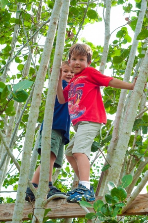 Boys in tree backlit