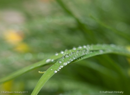 jeweled grass