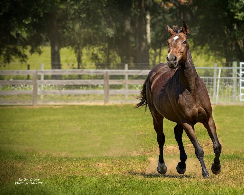 FROLIC AND PLAY