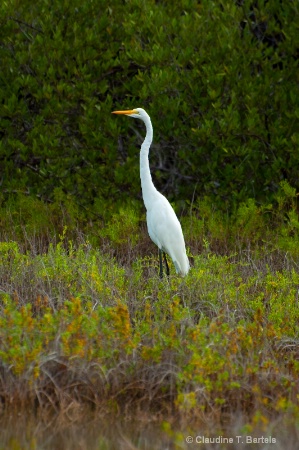 Great Egret in Salt Marsh