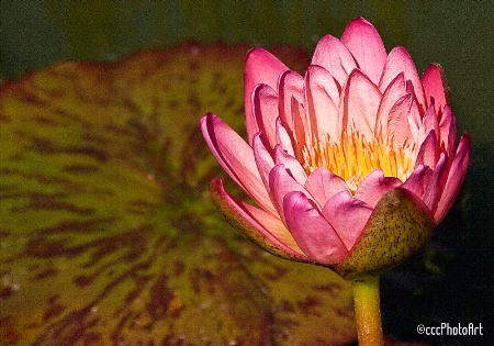 Pink Passion Waterlily