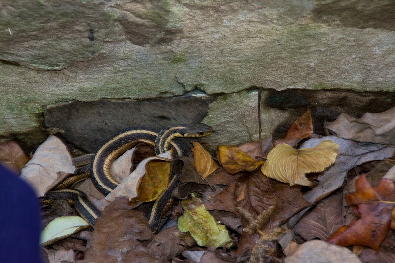 Uncropped , Unedited Snake Shot