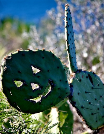 Prickly Pear Halloween