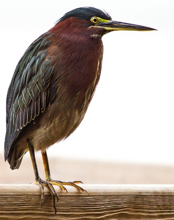 Little Green Heron