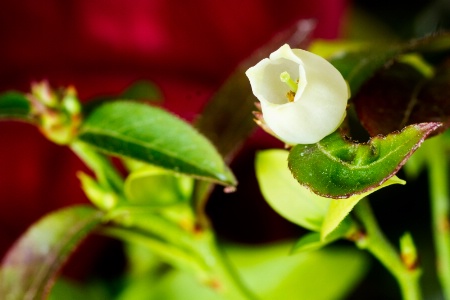 Blueberry spring blossom