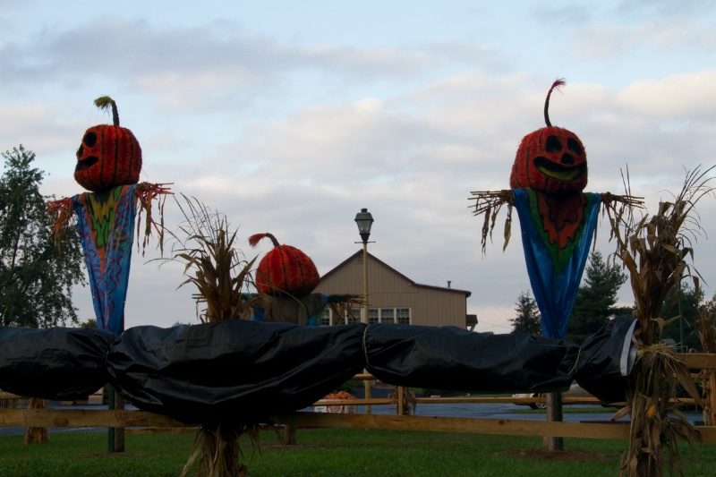 Giant Pumpkins (Before Editing)