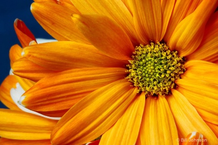 Orange Daisy