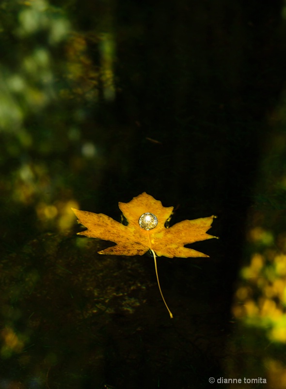 floating leaf with bubble 72