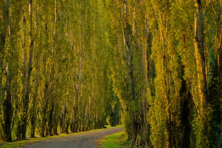 Aautumn Poplars