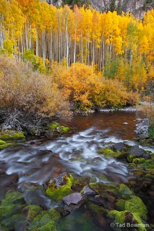 Autumn Dreams