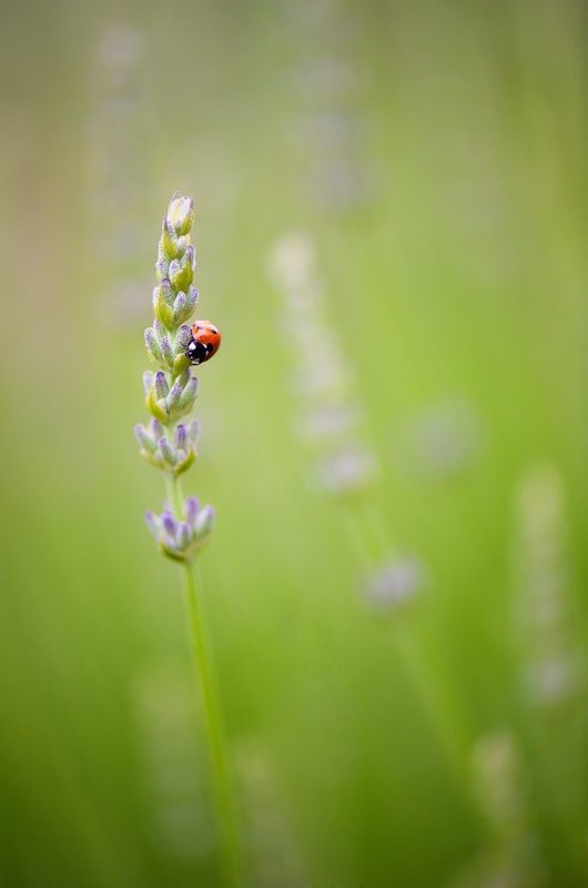 Ladybug