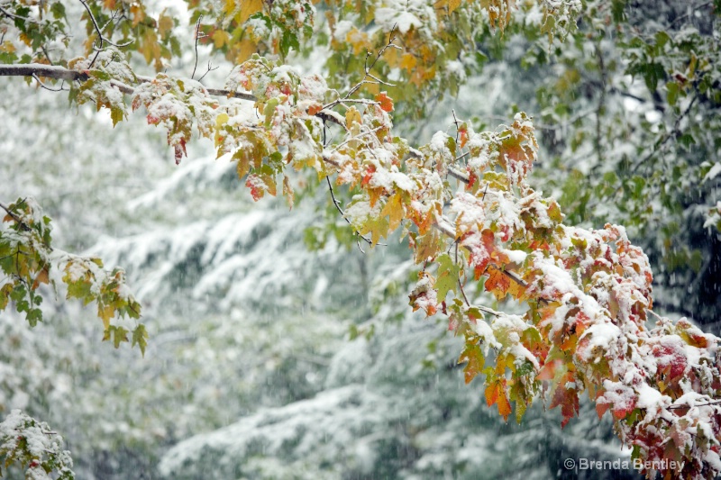 Snowtober Branch