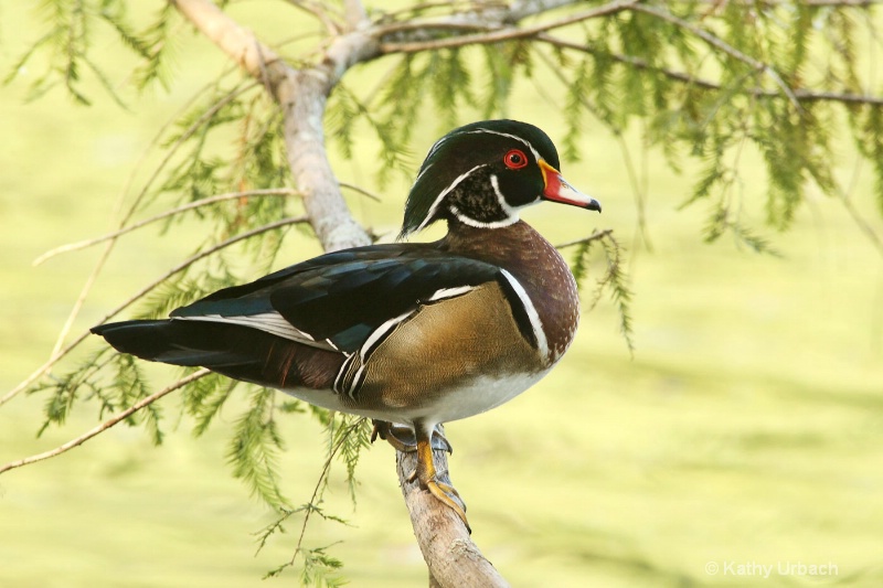 Male Wood Duck