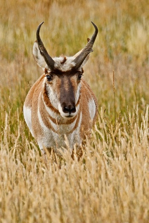 Curious Pronghorn