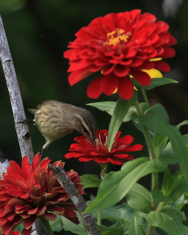 Palm Warbler in the Flowers
