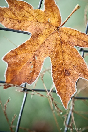 Frozen Autum II