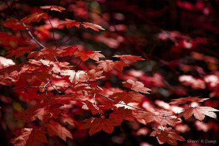 Autumn Color