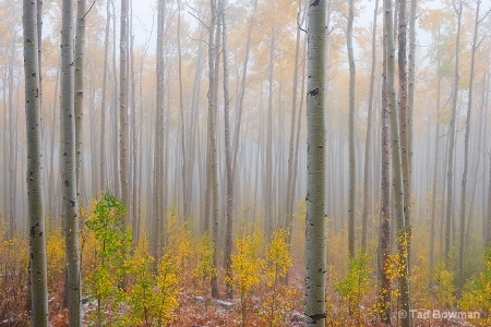 Ethereal Aspen Trees