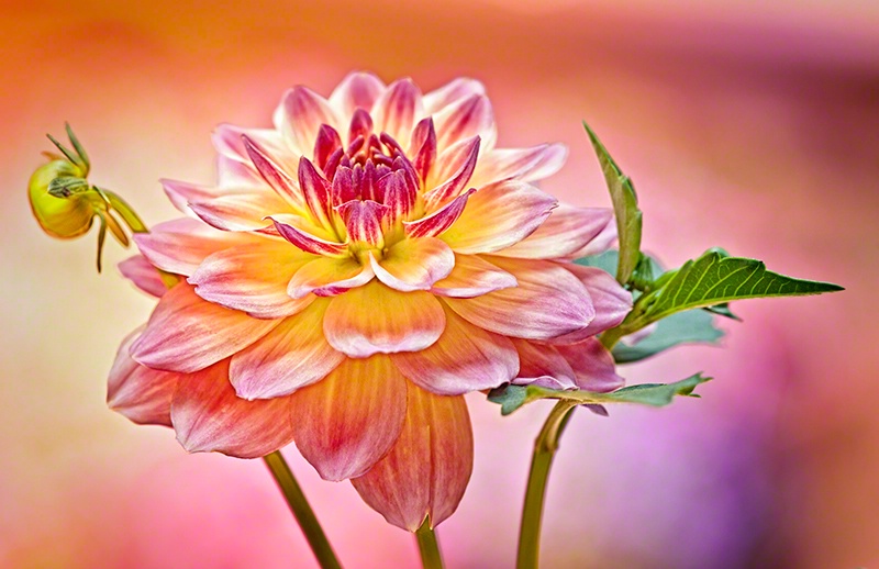 Dahlia Delight