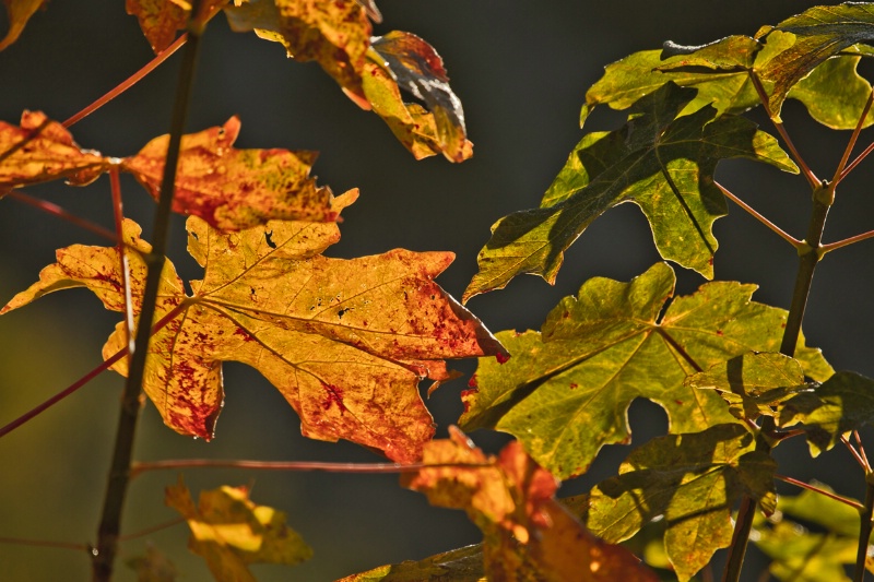 Maple Leaves