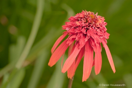 Hot Papaya Coneflower