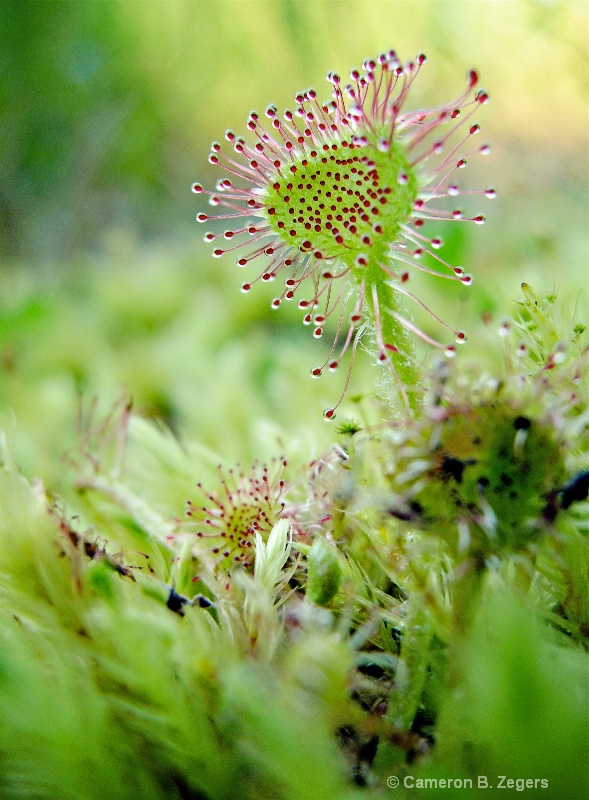 Sundew