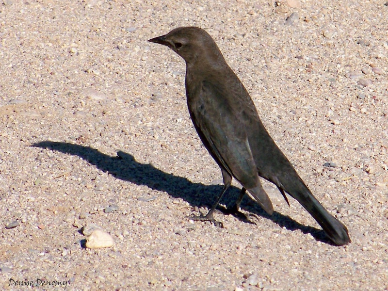 Brown Headed Cow Bird