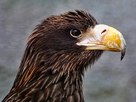 Stellers Sea Eagle